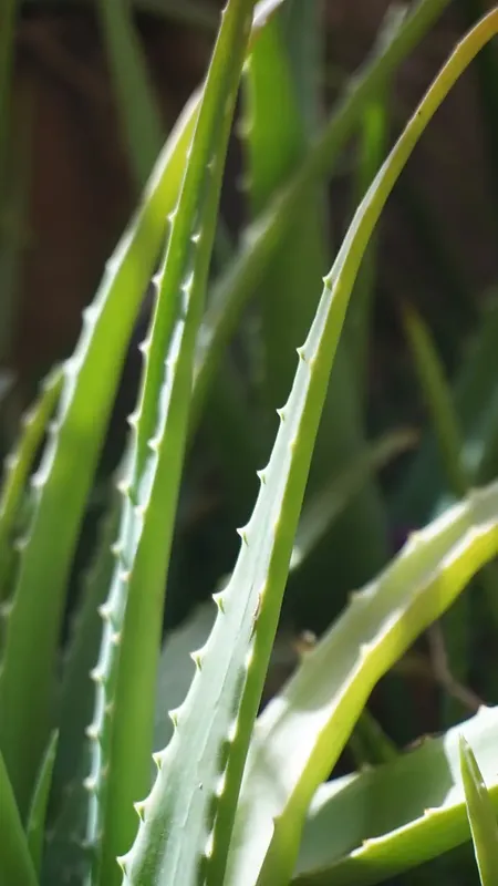 Aloe vera