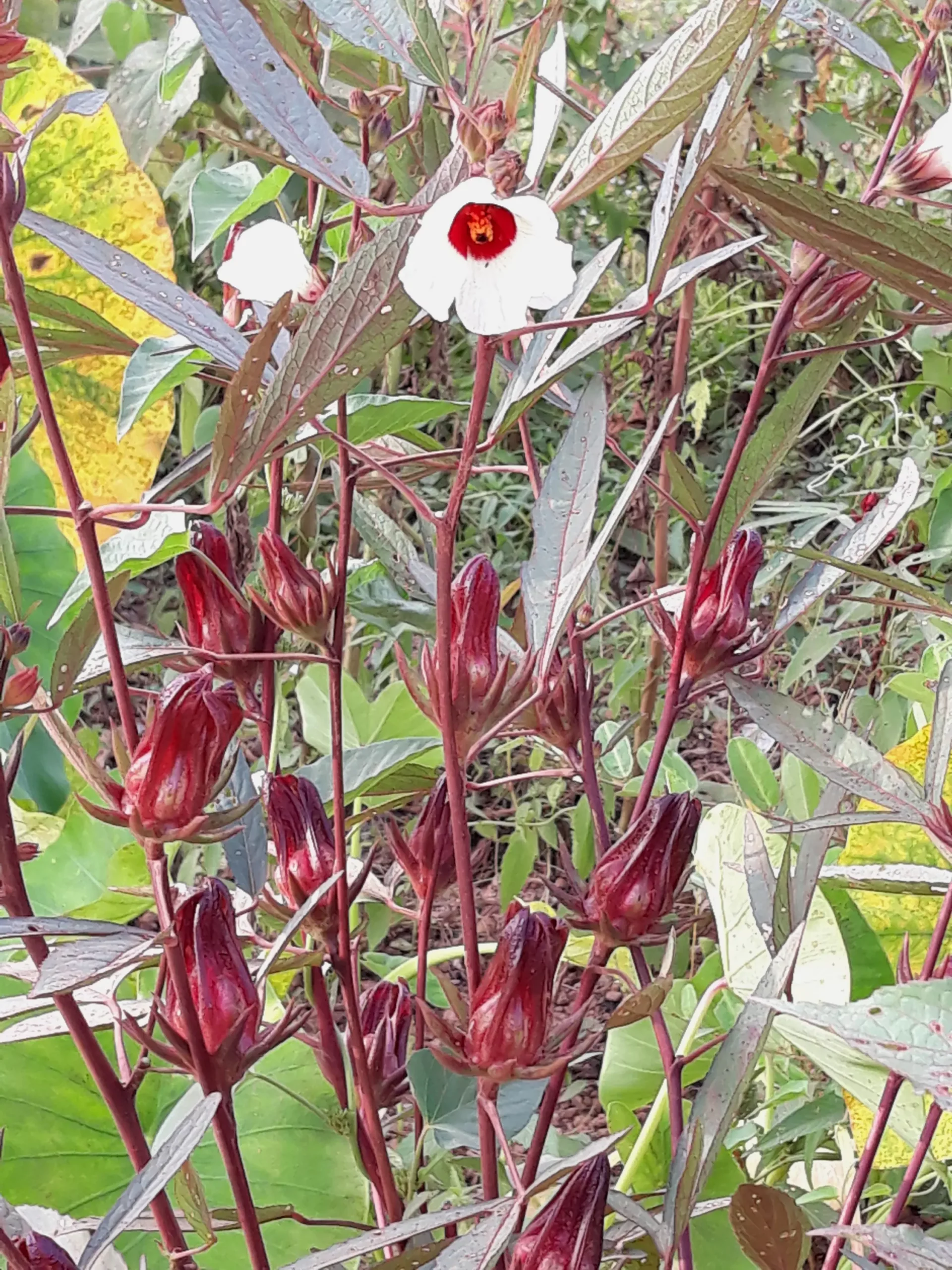 Fleur d'hibiscus